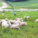 동막골목장 이미지