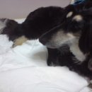 똥강아지 이미지