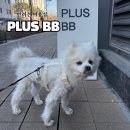 플러스애견미용실 | 꽃분이 미용실 상일동 PLUS BB 반려견미용실 후기