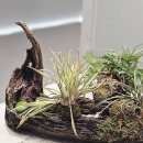 생명과 공존의 숲( | 더샵갤러리 양종용 개인전 《이끼: 공존의 시대》 전시 후기 - 이끼로 표현하는 인간의 인정과 수용 과정