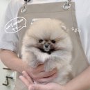 퍼피리트(PUPPY LIT) 이미지