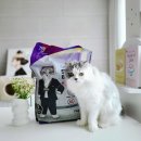 이중인 묘 | 마이도미넌트 고양이모래 5년 사용 후기 - 6묘 습관 관찰기
