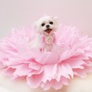 그루밍051 이미지