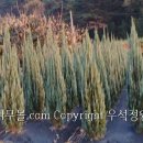 블루엔젤