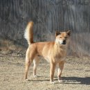 까치말진돗개농장 이미지