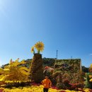전남 장성 황룡강 노란꽃 축제 모습 이미지