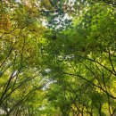 나무고아원 이미지