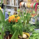 플라워&홈가드닝 | 서울 꽃집 가드닝 수업 후기, 봄 구근식물 토분 심기로 작은 정원 만들기