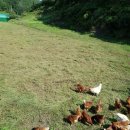 대용 농장 이미지