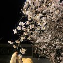 동해시-58 | 오늘 비 와서 끝났을지도… 비 오기 전 동해 마지막 벚꽃 명소 밤산책 후기