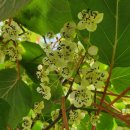 다래농장2 이미지