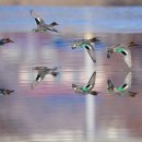 오리 날다 이미지