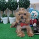 이뿌고이뿌개 이미지