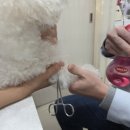 정서동물병원 | 정서동물병원 반려견 솜이 첫 스케일링 후기
