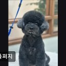 상동531-1 | {부천, 강아지, 고양이, 애견미용, 추천!) 리틀퍼지 부천 리틀퍼지, 맞춤 케어로 인기