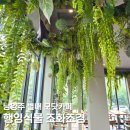 정성인테리어 - 옹진군 영흥서로 108 | 행잉식물 조화 조경 인조 이끼 인테리어 남양주 별내 모닷카페 인테리어 후기