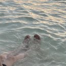 댕댕아 이리온 이미지