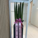 드림테라피아