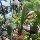 방배로32길 17-11 | 2월 (1) - 새삼스럽게 호화로운 날들