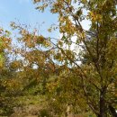 나무한그루 이미지