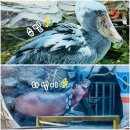 아라마루 | [아쿠아리움] 아이와 사천 아라마루 아쿠아리움 후기&amp;하마 하식이·슈빌·사천 케이블카 여름 방문 솔직...