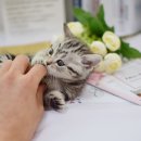 대구고양이분양 나비캣 이미지