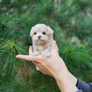 나눔펫 책임분양소 강아지분양 일산점 | 강아지무료분양 건강한 강아지 안심책임분양소 일산 강아지 무료분양