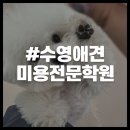 미래애견 | 부산애견미용학원 솔직한 후기