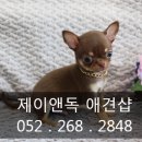 울산 제이앤독 애견샵 이미지