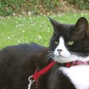 산책하는 고양이 이미지