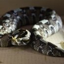 Beauty in Dog's 이미지