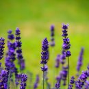 라벤더 이미지