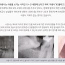 연세안치과의원 네이버블로그