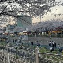 서울참새 | 성북천 벚꽃야장 참새방앗간 포차 웨이팅 2시간 실화? 결국 성공한 리얼 후기(2026 최신)