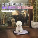 4542 | 명동 애견동반카페 추천! 가배도 재방문 후기 (실내 동반 가능)
