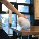 화이트 켄넬 이미지