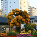 서울 조계사 국화축제 이미지