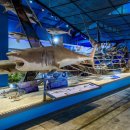 제주해양동물박물관 이미지