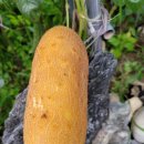 평창으뜸농원