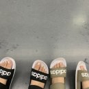 파파쿠치나 이미지