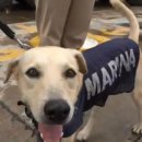 댕댕이# 이미지