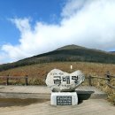 곰배령 꽃길 이미지