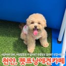 걱정마시개 애견유치원 | 천안애견카페 펫프닝타운 수영장 애견유치원 추천 주말 방문 찐 후기