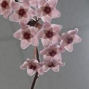 사랑이 꽃피는 약국 이미지