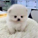 퓨어펫 강아지분양 고양이분양 울산점 이미지