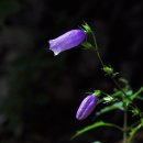 금강초롱 이미지