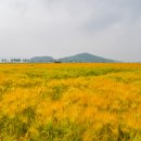 분황1