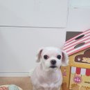 머즐