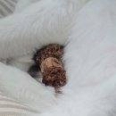 우초목 | 고양이이갈이장난감 캣디피 마따따비꼬치 두 마리 치석관리 스트레스 완화 사용기
