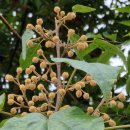 오동나무공원 이미지